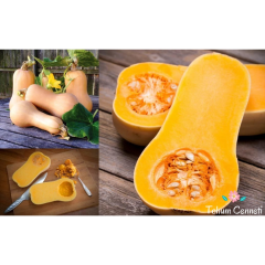 Geleneksel Waltham Balkabağı Tohumu (5 Tohum)