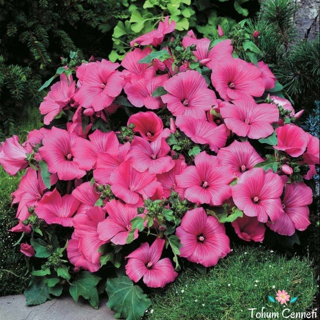 Karışık Lavatera Çiçeği (30 Tohum)