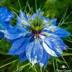 Mavi Renkli Çörek Otu Çiçeği Tohumu (50 Tohum)