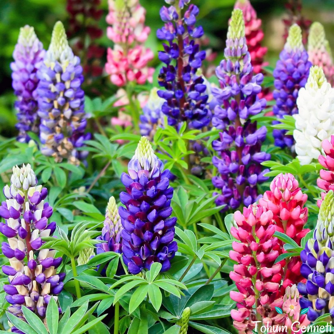 Karışık Renkli Lupin Çiçeği (10 Tohum)