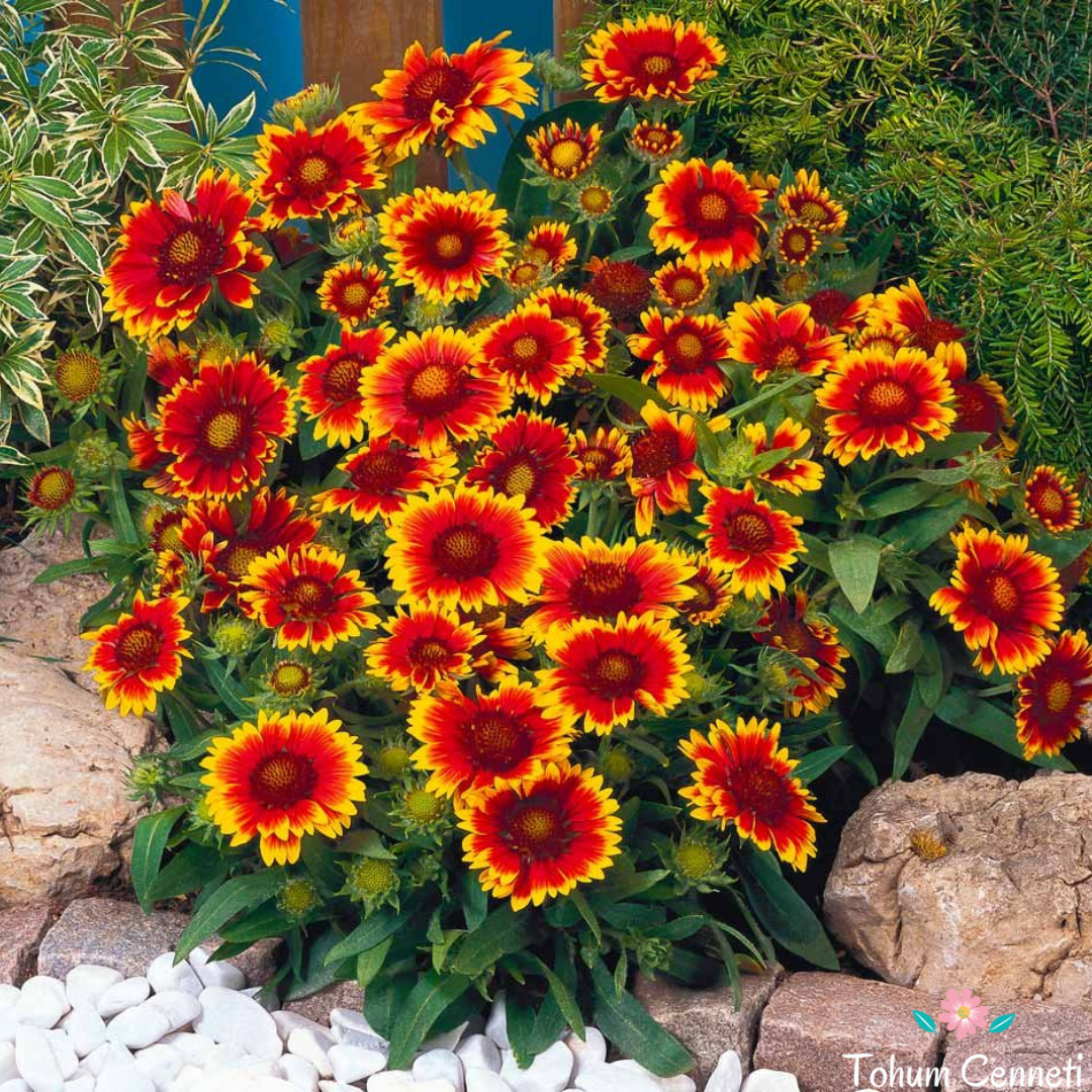 Gaillardia Tohumu (30 Tohum)