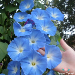 Sarmaşık Mavi İpomoea Tohumu (10 Tohum)