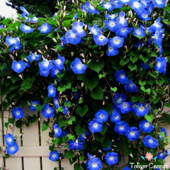 Sarmaşık Mavi İpomoea Tohumu (10 Tohum)