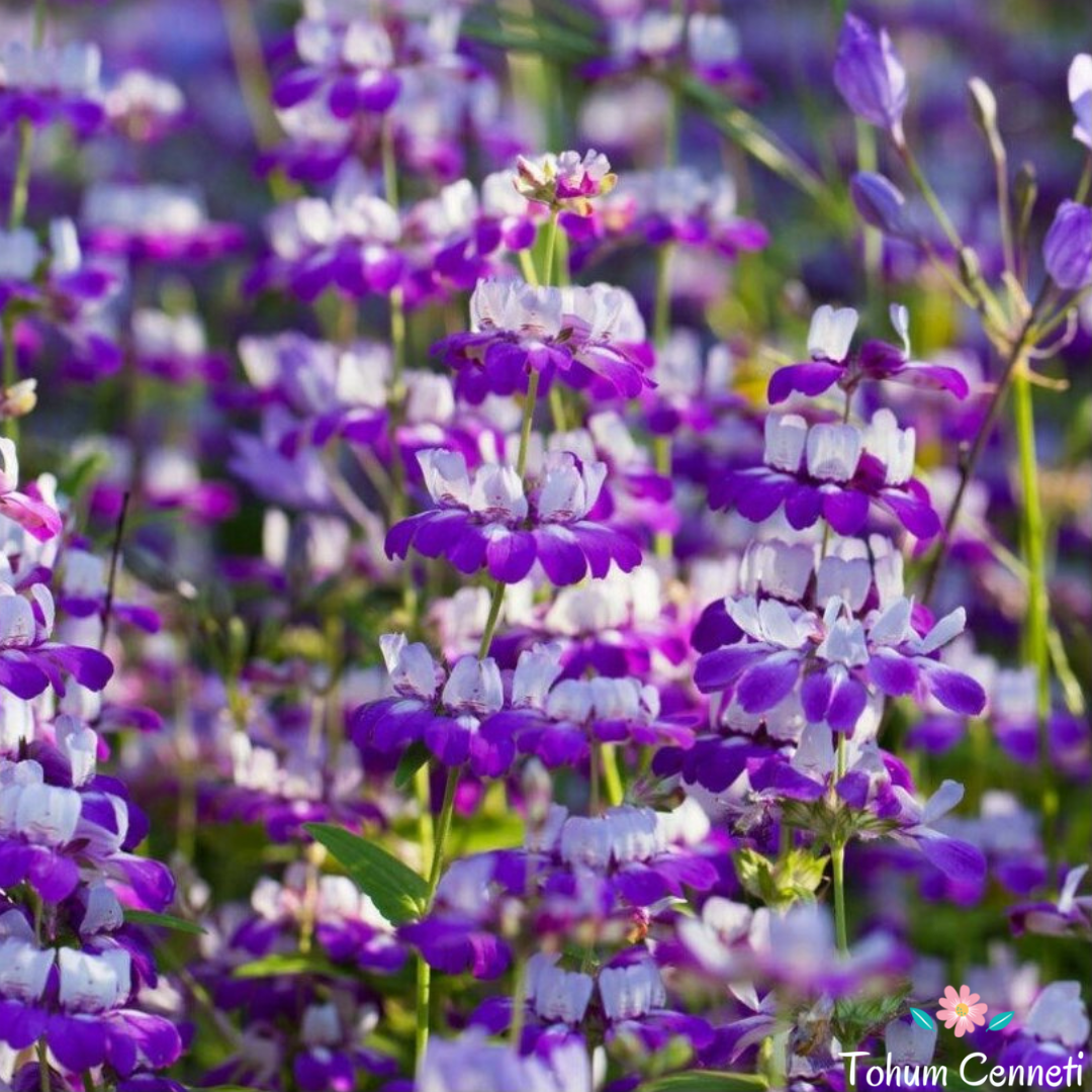 Çin Evi Çiçeği Tohumu (30 Tohum)