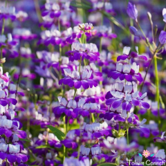 Çin Evi Çiçeği Tohumu (30 Tohum)