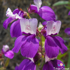 Çin Evi Çiçeği Tohumu (30 Tohum)