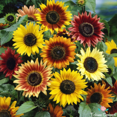 Autumn Beauty Ayçiçek Tohumu (20 Tohum)