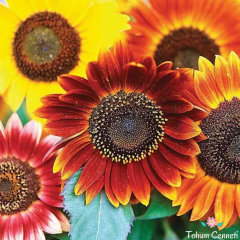 Autumn Beauty Ayçiçek Tohumu (20 Tohum)