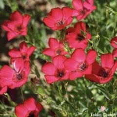 Kırmızı Renkli Keten Çiçeği Tohumu (30 Tohum)