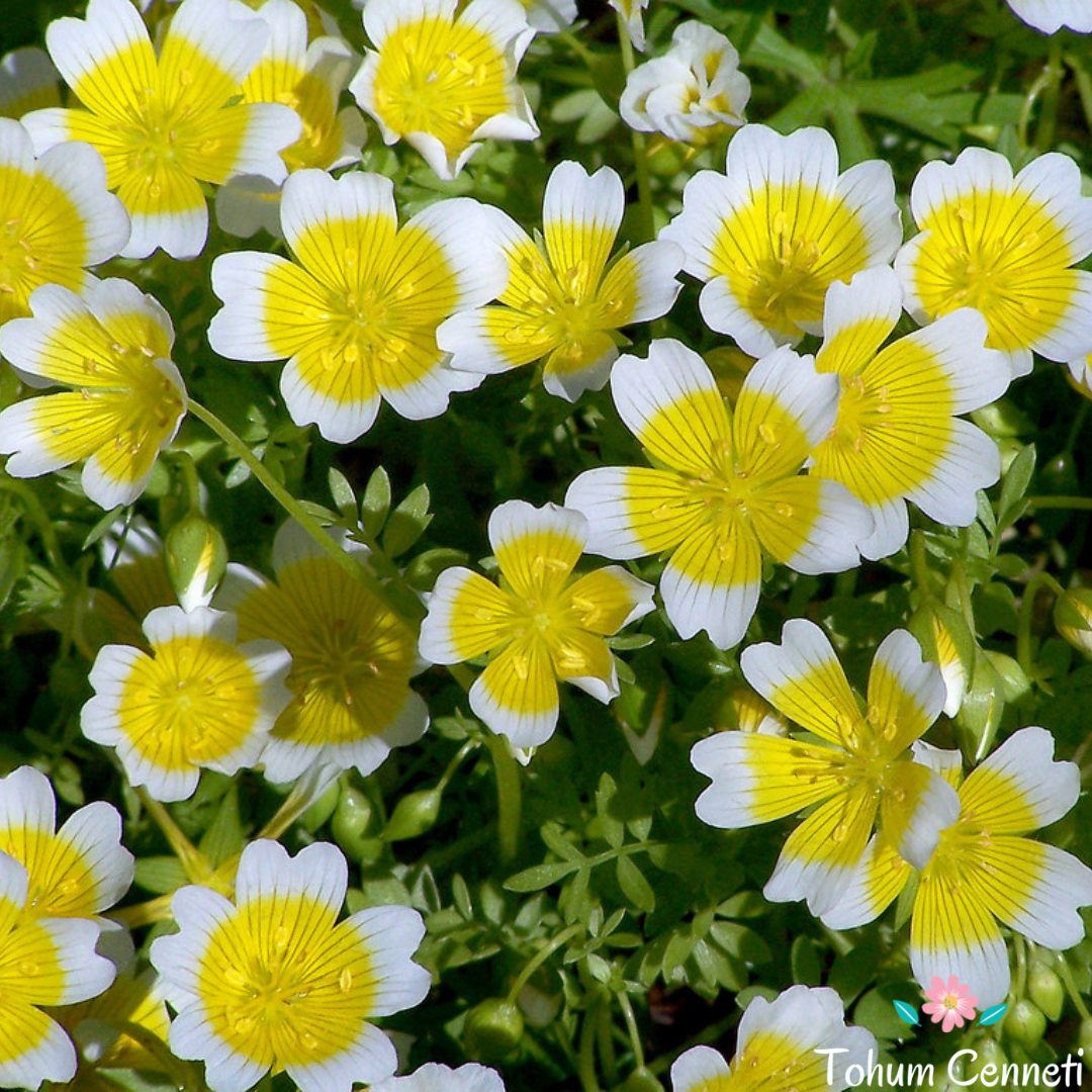 Yayılıcı Limnanthes Çiçeği Tohumu (10 Tohum)