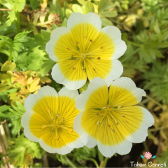 Yayılıcı Limnanthes Çiçeği Tohumu (10 Tohum)