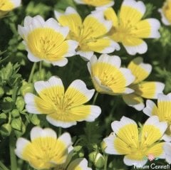 Yayılıcı Limnanthes Çiçeği Tohumu (10 Tohum)