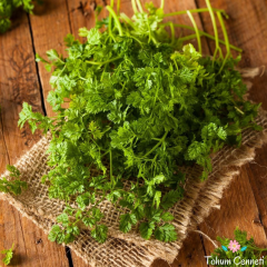 Frenk Maydanozu Tohumu (100 Tohum)