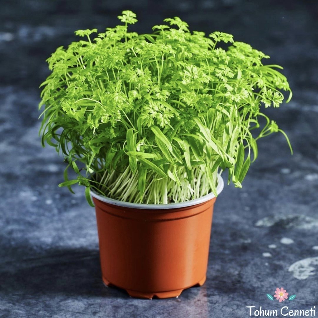 Frenk Maydanozu Tohumu (100 Tohum)