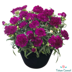 Mor Renkli Kokulu Karanfil Tohumu (20 Tohum)