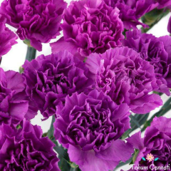 Mor Renkli Kokulu Karanfil Tohumu (20 Tohum)