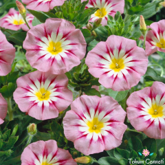 Karışık Renkli Sarmaşık Sabah Sefası Tohumu (25 Tohum)