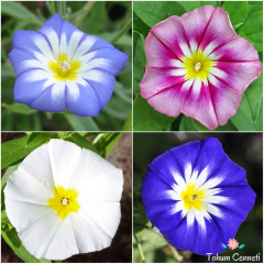 Karışık Renkli Sarmaşık Sabah Sefası Tohumu (25 Tohum)