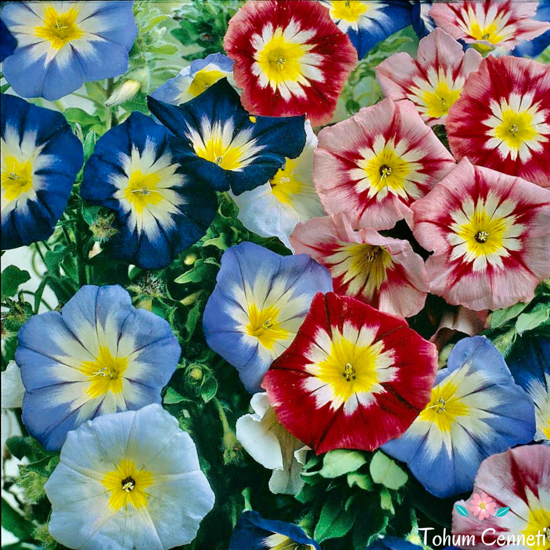 Karışık Renkli Sarmaşık Sabah Sefası Tohumu (25 Tohum)