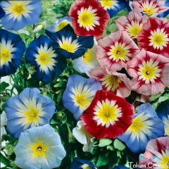 Karışık Renkli Sarmaşık Sabah Sefası Tohumu (25 Tohum)