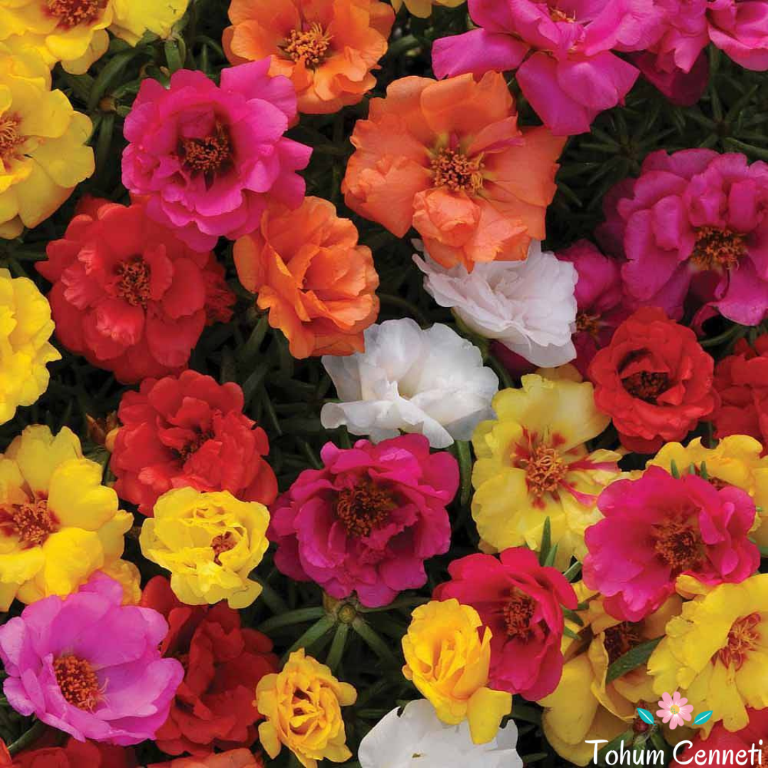 Karışık Renkli Katmerli İpek Çiçeği Tohumu (200 Tohum)