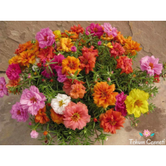 Karışık Renkli Katmerli İpek Çiçeği Tohumu (200 Tohum)