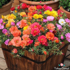 Karışık Renkli Katmerli İpek Çiçeği Tohumu (200 Tohum)