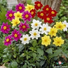 Minyon Dahlia Yıldız Çiçeği Tohumu (15 Tohum)