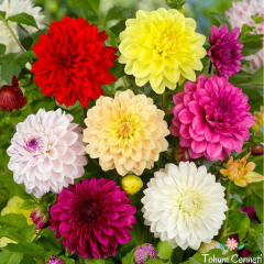 Katmerli Dahlia Yıldız Çiçeği Tohumu (15 Tohum)