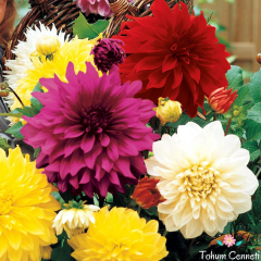 Katmerli Dahlia Yıldız Çiçeği Tohumu (15 Tohum)