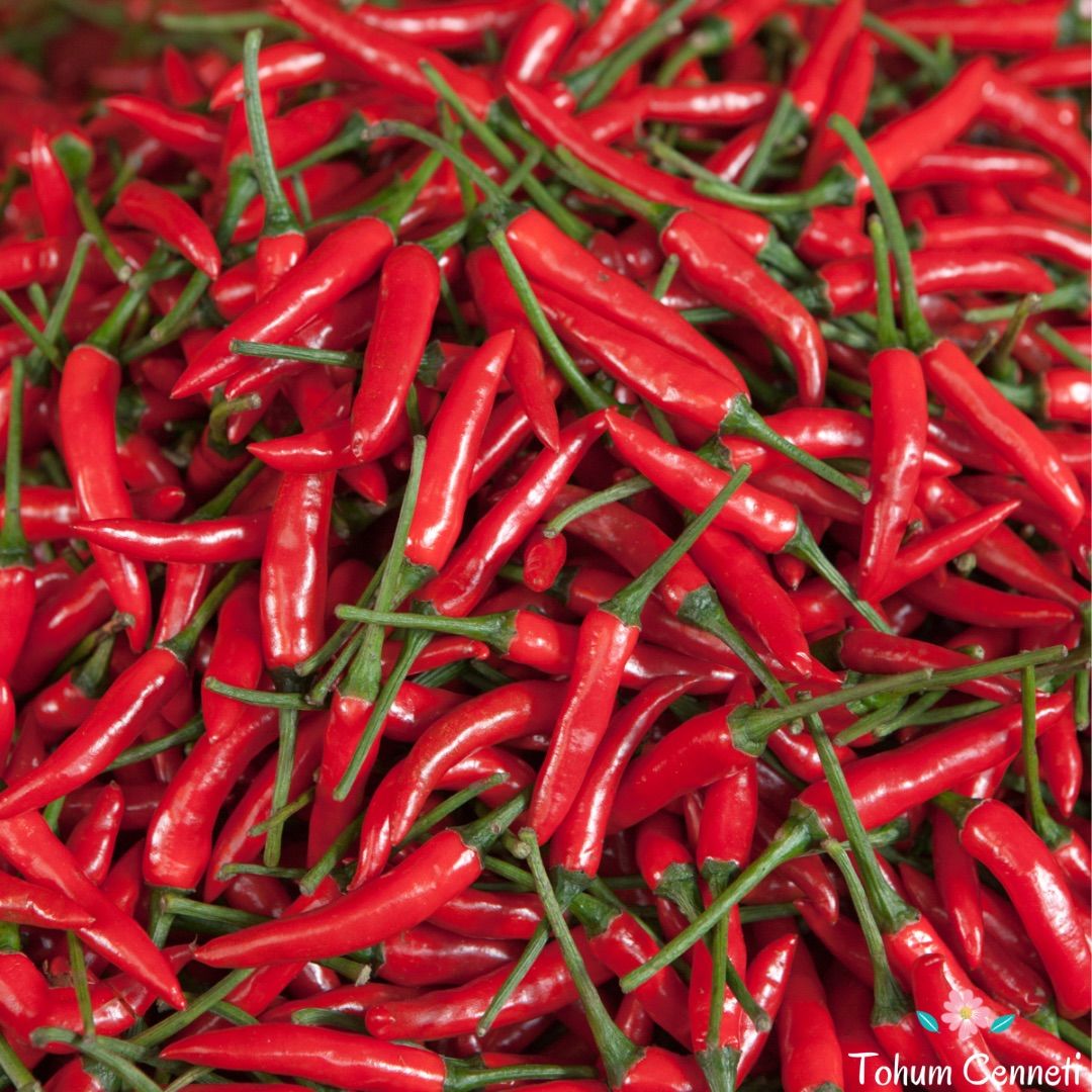 Kırmızı Acı Meksika Biberi Tohumu (10 Tohum)