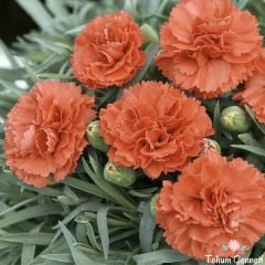 Turuncu Renkli Kokulu Karanfil Tohumu (20 Tohum)