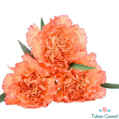Turuncu Renkli Kokulu Karanfil Tohumu (20 Tohum)
