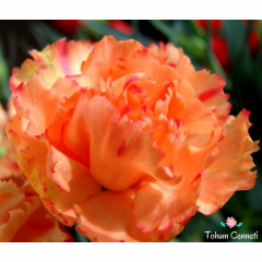 Turuncu Renkli Kokulu Karanfil Tohumu (20 Tohum)