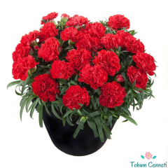 Kırmızı Renkli Kokulu Karanfil Tohumu (20 Tohum)