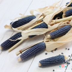 Atalık Mor Cin Mısır Tohumu (10 Tohum)