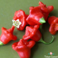 Gül Biber Tohumu (10 Tohum)