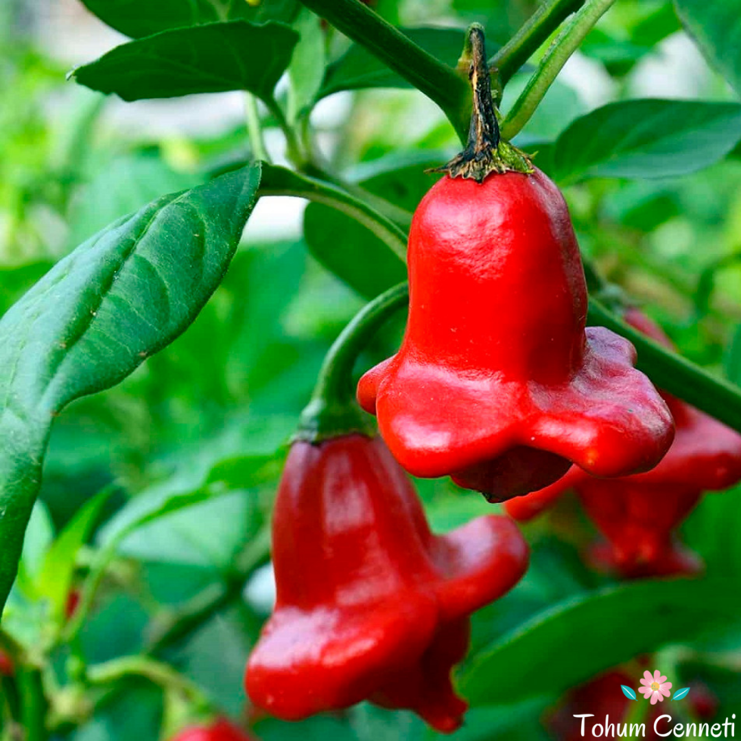 Gül Biber Tohumu (10 Tohum)