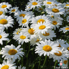 Margrit Papatya Tohumu (50 Tohum)