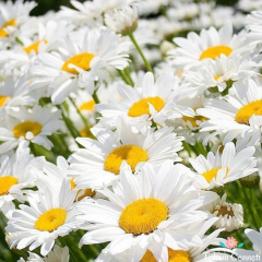 Margrit Papatya Tohumu (50 Tohum)