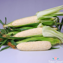 Doğal Beyaz Japon Mısır Tohumu (5 Tohum)