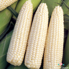 Doğal Beyaz Japon Mısır Tohumu (5 Tohum)