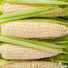 Doğal Beyaz Japon Mısır Tohumu (5 Tohum)