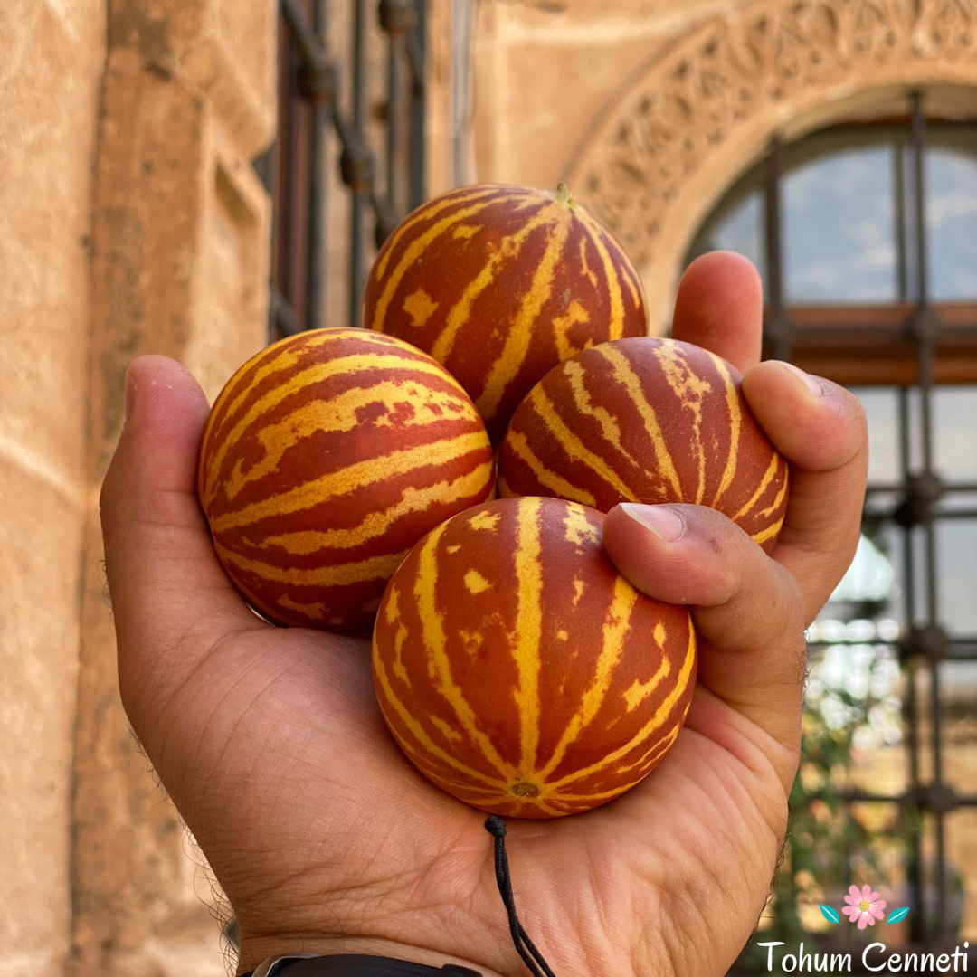 Kokulu Kaplan Kavunu Tohumu (25 Tohum)