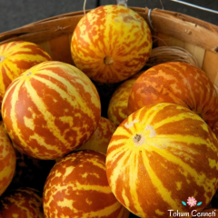 Kokulu Kaplan Kavunu Tohumu (25 Tohum)