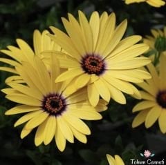 Sarı-Turuncu Renkli Afrika Papatyası Tohumu (20 Tohum)