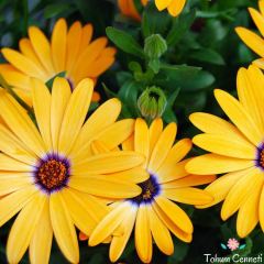 Sarı-Turuncu Renkli Afrika Papatyası Tohumu (20 Tohum)