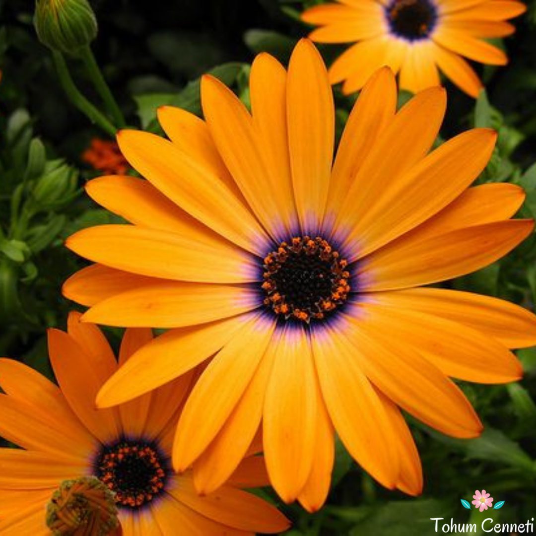 Sarı-Turuncu Renkli Afrika Papatyası Tohumu (20 Tohum)