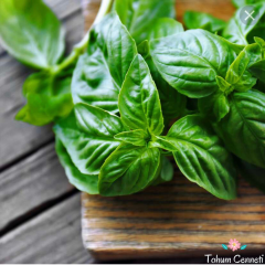 Limon Kokulu Fesleğen Tohumu (50 Tohum)