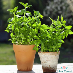 Limon Kokulu Fesleğen Tohumu (50 Tohum)